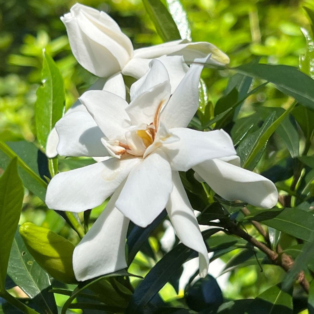 homeandgardensforless.com