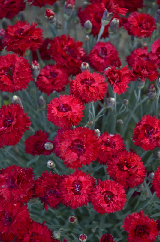(1 Gallon) Dianthus Fruit Punch 'Maraschino' Pp27882 Pink Proven Winners