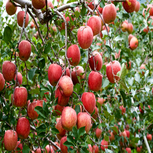 Red Fuji apple fruit displaying smooth skin and classic apple shape