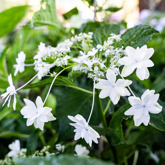 Bloom clusters of Fuji Waterfall Hydrangea flowering plants