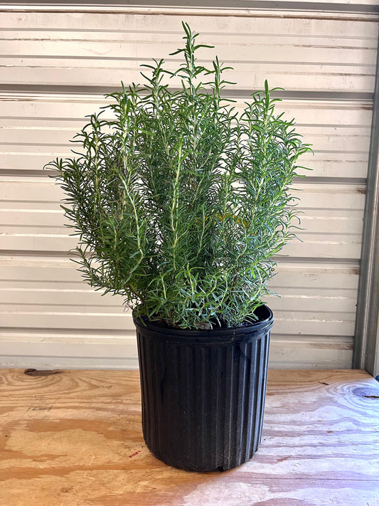 Tuscan Blue Rosemary holiday decor plant evergreen