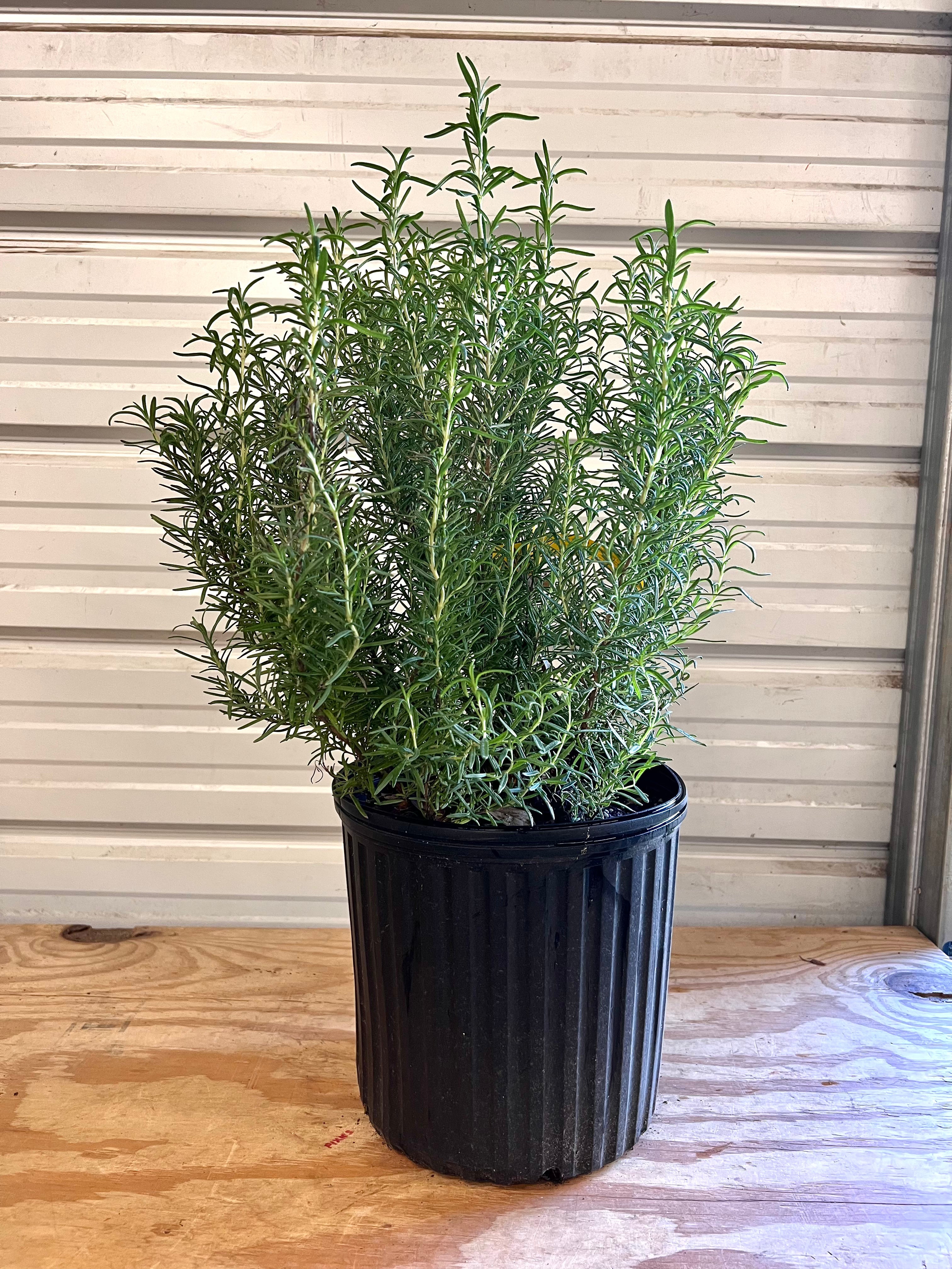 Tuscan Blue Rosemary holiday decor plant evergreen