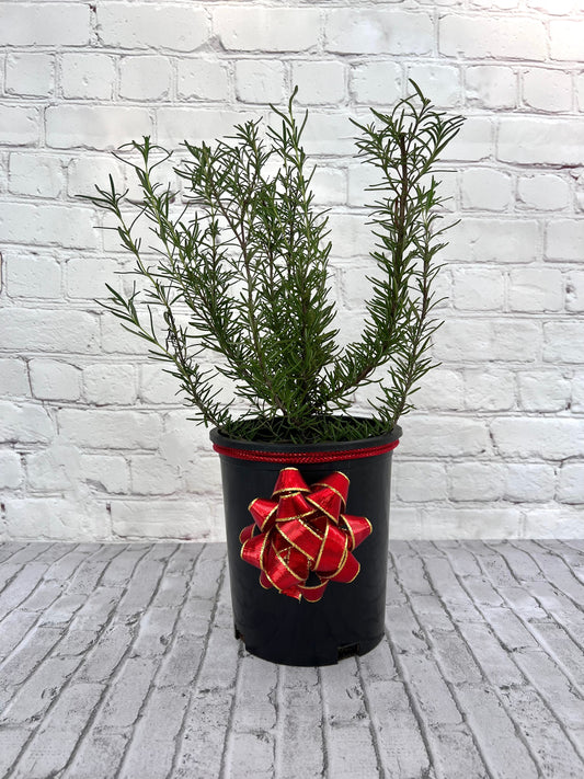 Tuscan Blue Rosemary live Christmas tree holiday decor