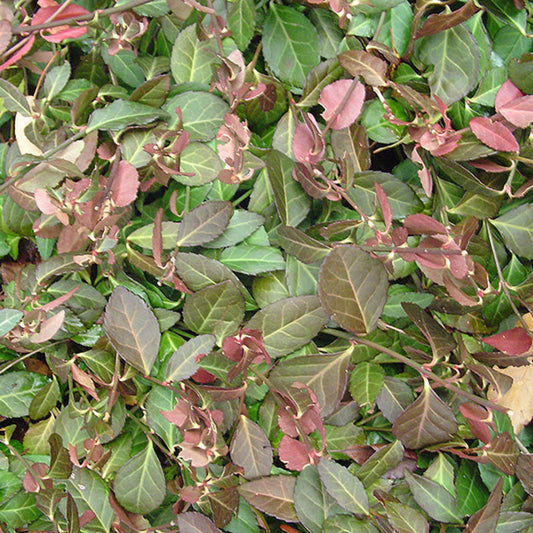 Euonymus fortunei Coloratus starter plant in pot