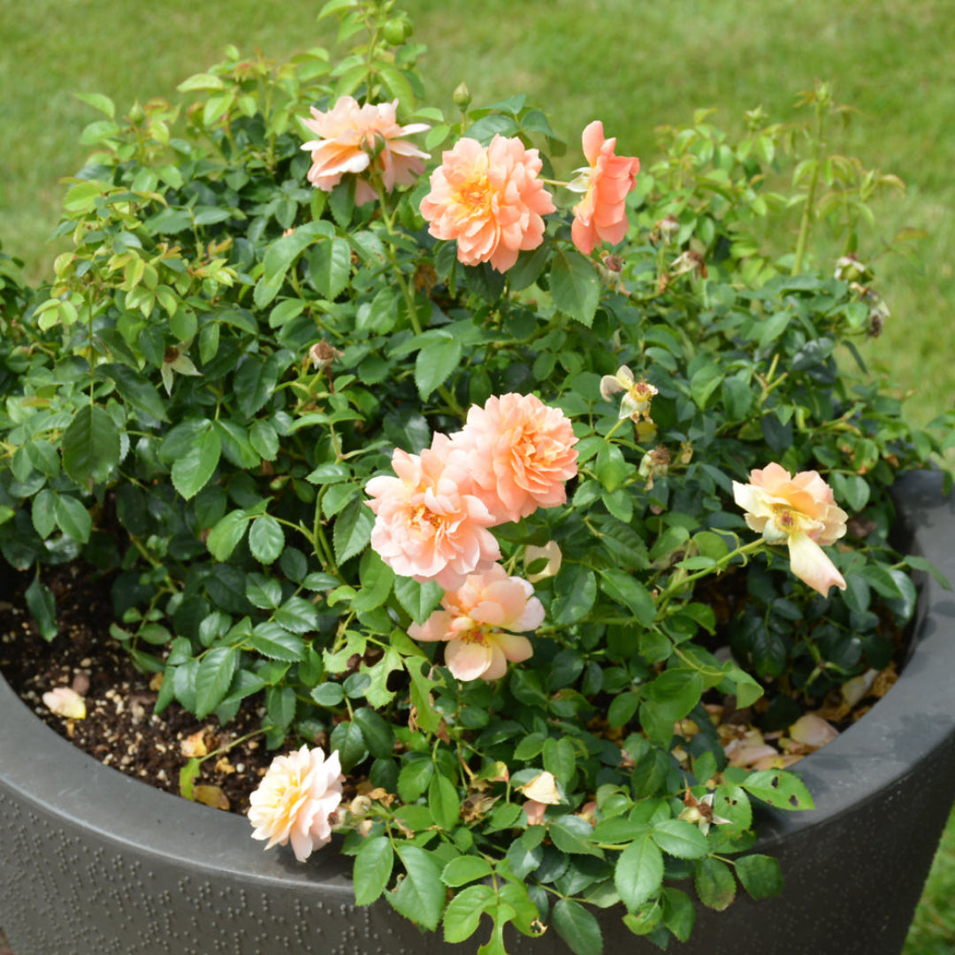 At Last Rose