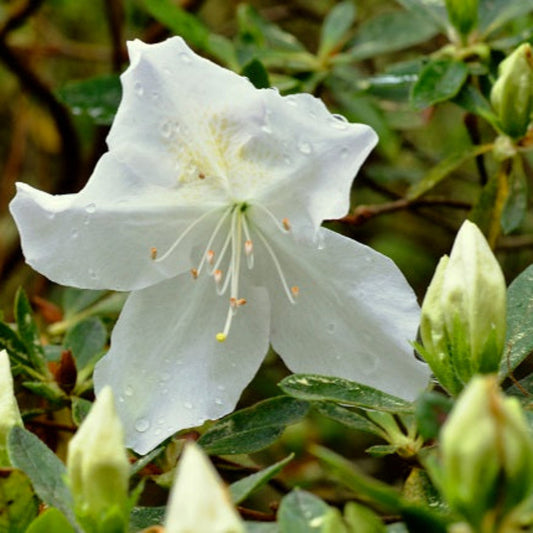 GG Gerbing azalea planted in garden soil showing dense evergreen foliage