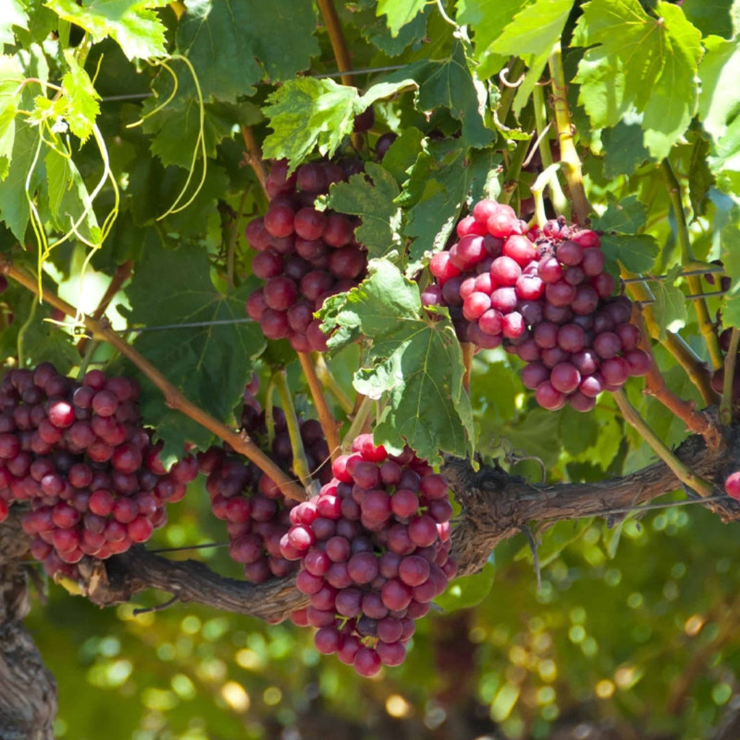 Vitis labrusca 'Catawba' Fruit-Bearing Grape Plant