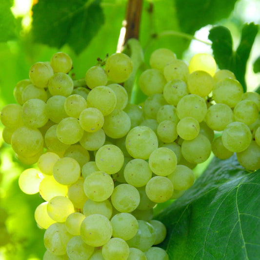 Lakemont seedless grape vine plant