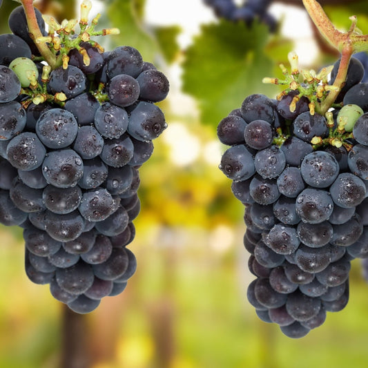 Thomcord grape plant showing fresh green leaves and strong vine growth