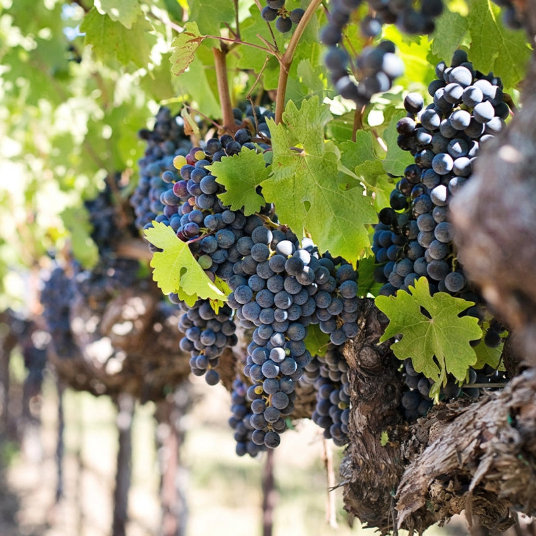Zinfandel grapevine showing green leaves and developing grape clusters
