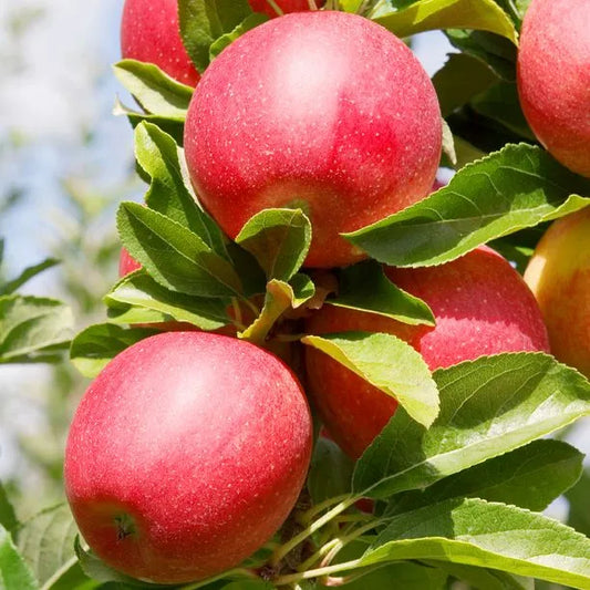 Malus domestica Gala apple tree in nursery pot