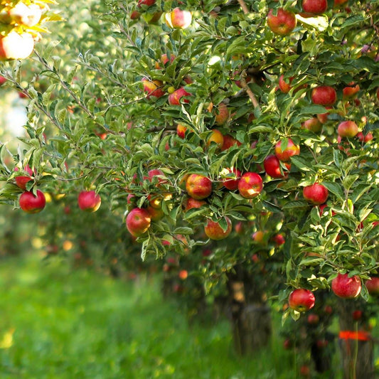 Ripe Gala apples hanging on apple tree branch