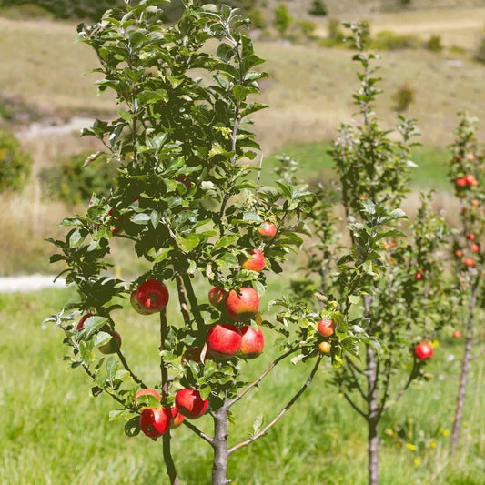 Row planting of Gala apple trees in orchard