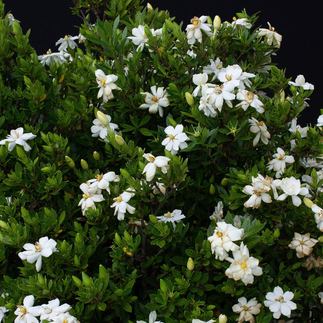 homeandgardensforless.com