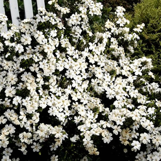 Gardenia Heaven Scent plant with glossy green leaves