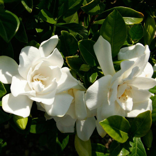 Jubilation gardenia bush with dense foliage and bright white blooms
