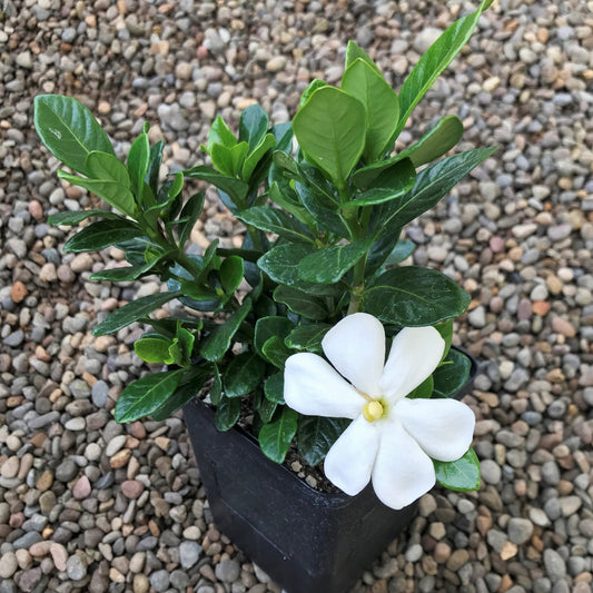 Kleim’s Hardy Gardenia Shrub in Full Flower