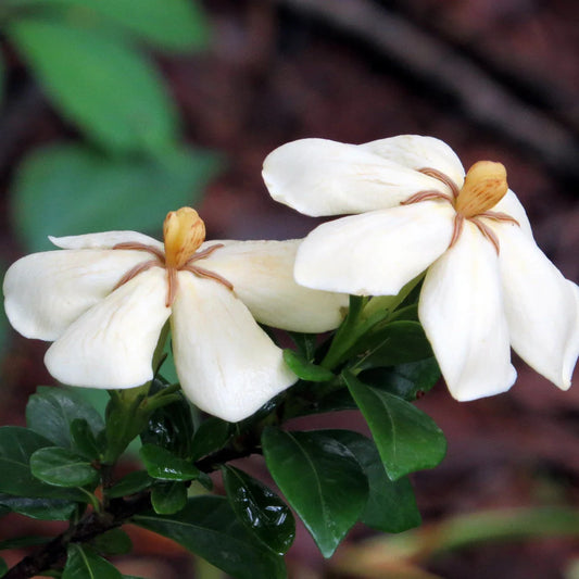 Hardy Daisy Gardenia shrub in bloom with creamy white fragrant flowers