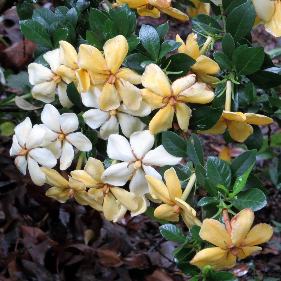 homeandgardensforless.com