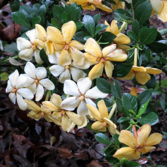 Cold hardy Daisy Gardenia with lush evergreen leaves and fresh white blossoms