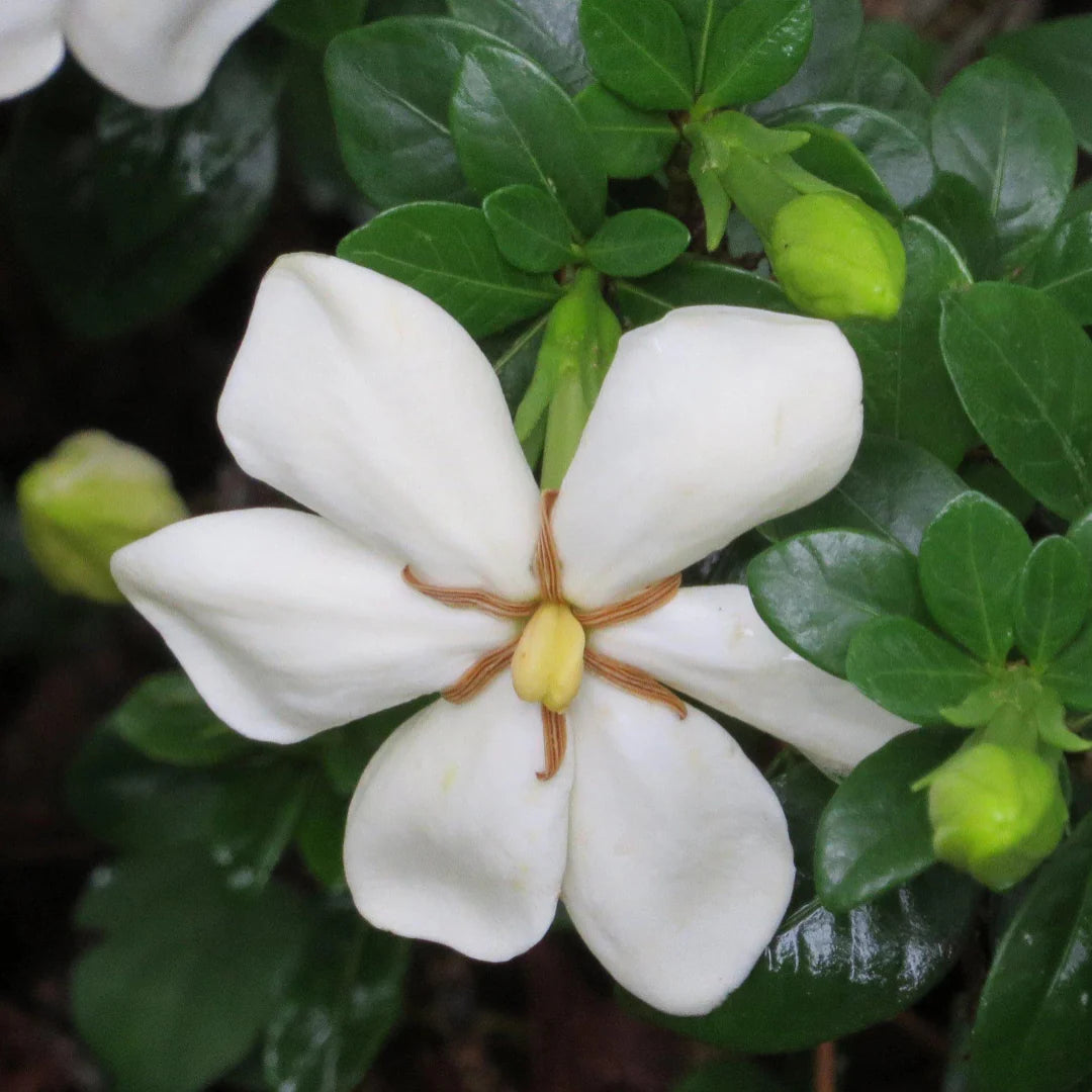 homeandgardensforless.com