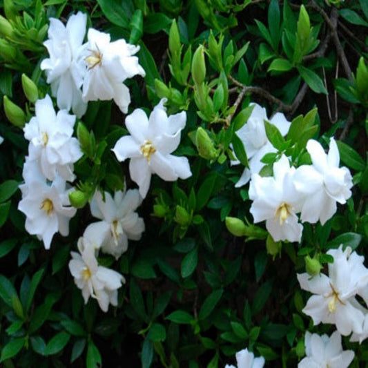 Dwarf Radican Gardenia
