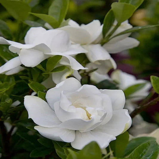 Close-up of Jubilation gardenia flower with creamy white petals