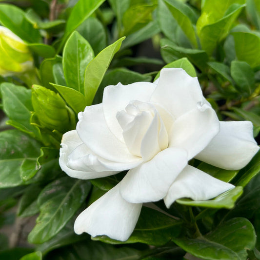 Low-growing Gardenia for borders and pots