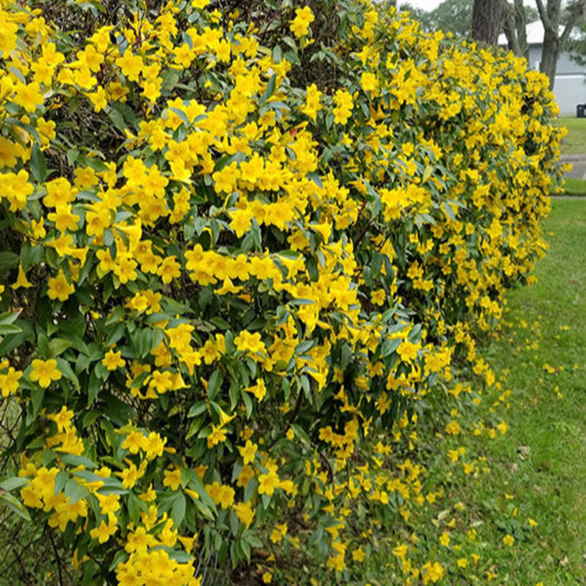 Carolina Jessamine perennial flowering vine