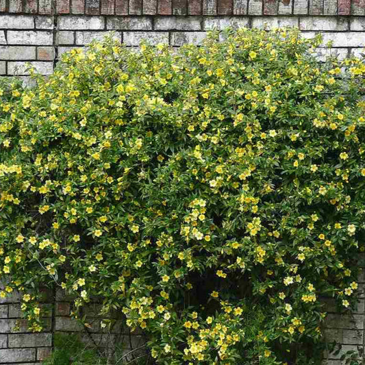 Native Gelsemium sempervirens climbing plant