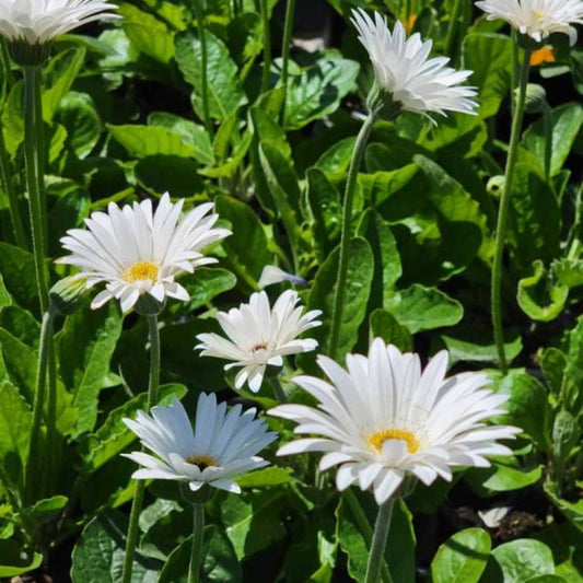 Gerbera 'Garvinea Sweet Frosting' Gerber Daisy – evergreen shrub