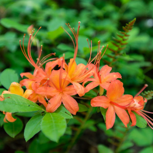 Close-up of Solar Glow azalea blossoms highlighting rich red and orange petals