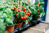 Vegetable plants