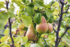 Pear Trees