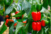 Pepper Plants