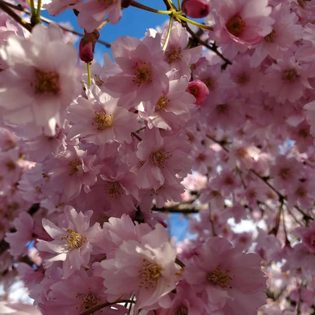 Mature Okame Cherry Tree showing pink flowers and upright growth