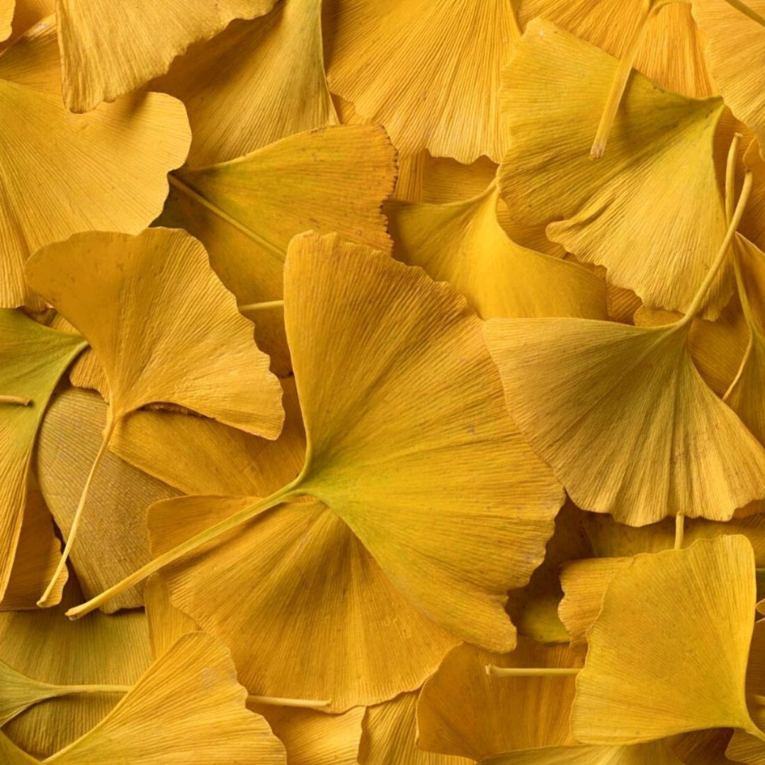 Fan-shaped Ginkgo biloba leaves close-up