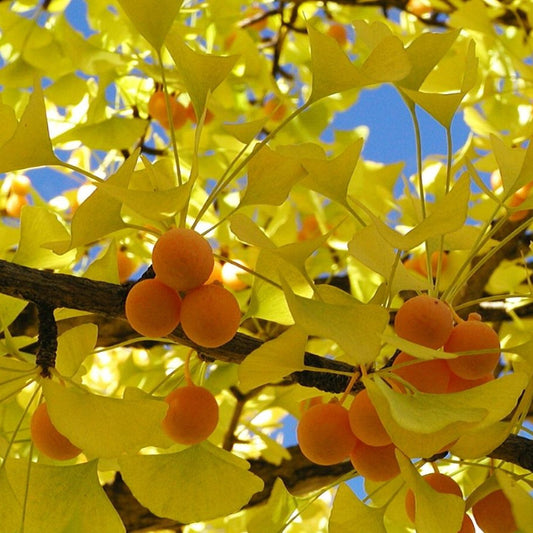 Medicinal Ginkgo seeds – Ginkgo biloba uses