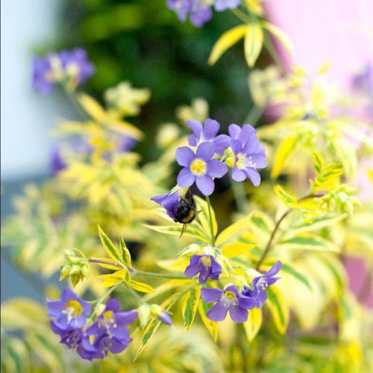 Polemonium boreale 'Golden Feathers' Jacob's Ladder – flowering perennial