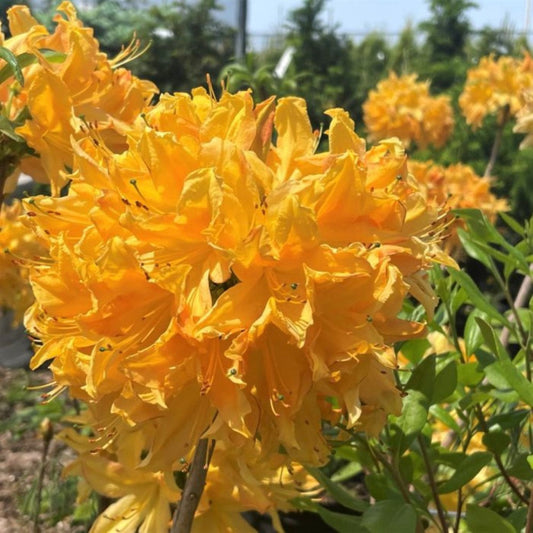 Golden Lights azalea shrub with yellow spring flowers