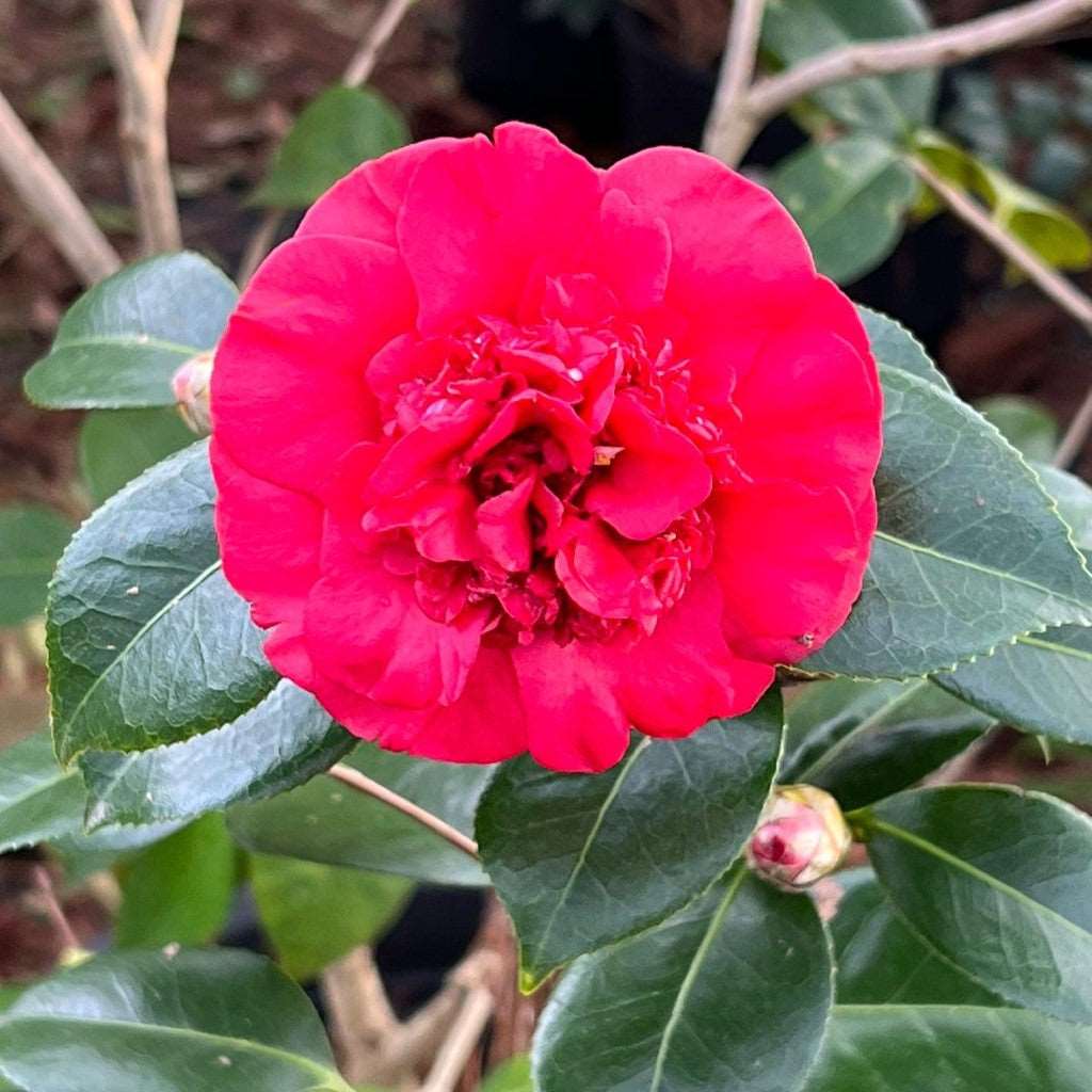 Camellia Governor Mouton Plant