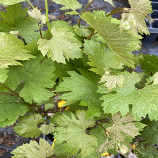 Ripe Chardonnay grapes on vineyard vine