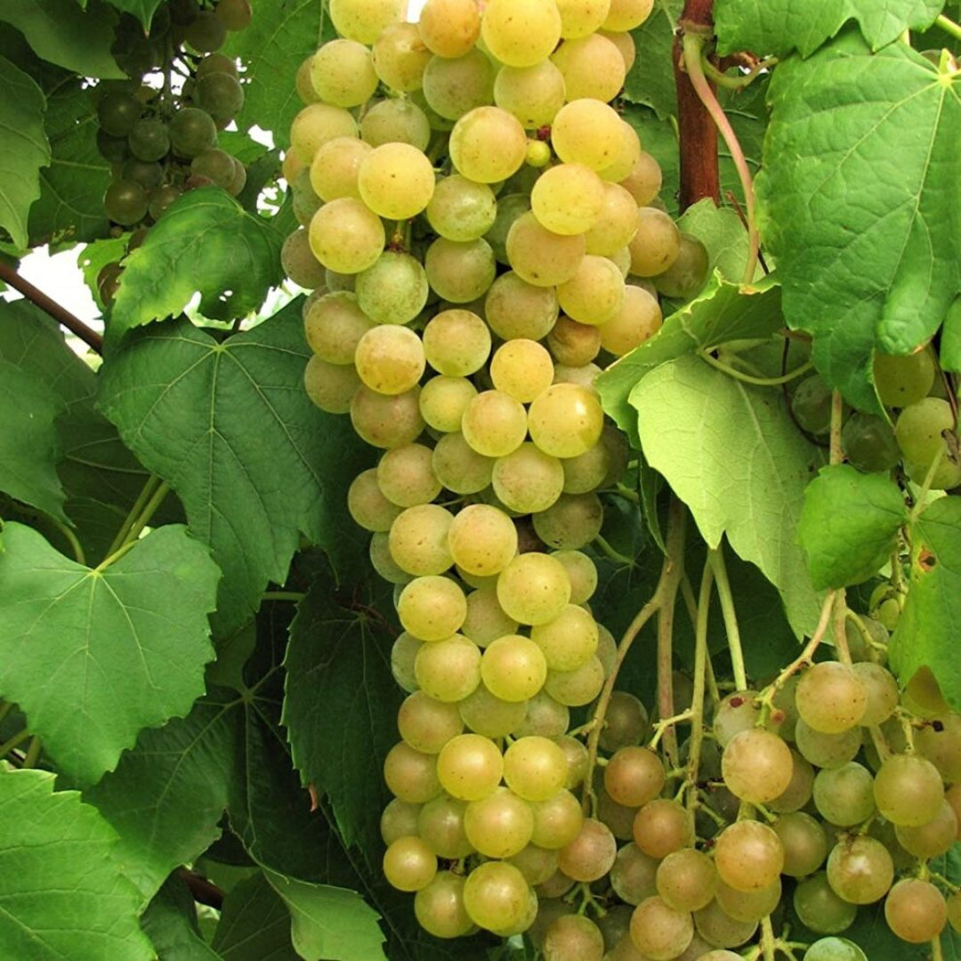 Himrod Seedless Grape plant showing bright yellow fruit and leafy growth