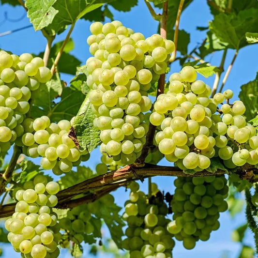 Lakemont seedless grape vine on trellis