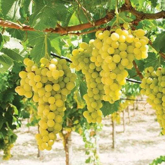 Lakemont grape vine with green seedless grapes