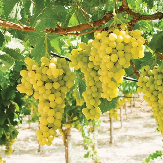 White grape vine growing on garden trellis