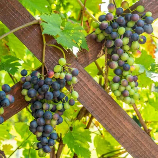 Champanelle Grape Vine – fruit plant