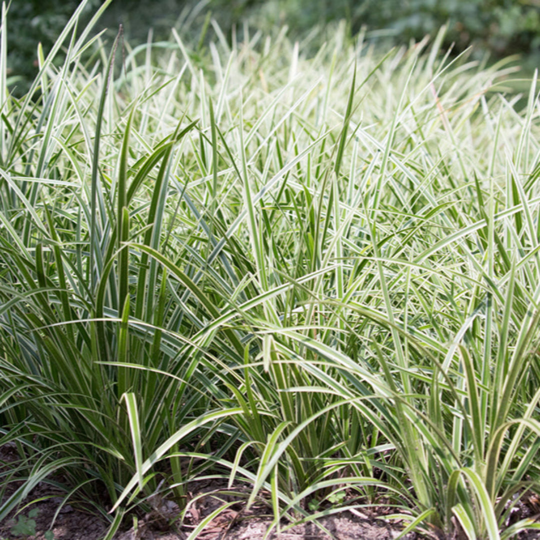 Carex morrowii Ice Dance hardy groundcover grass