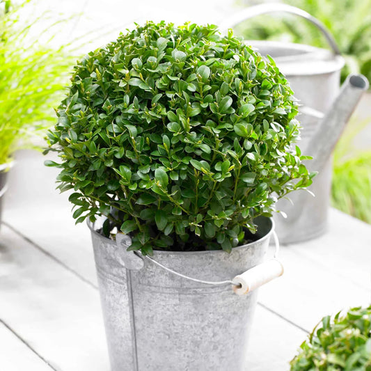 Green Mountain Boxwood – shrub