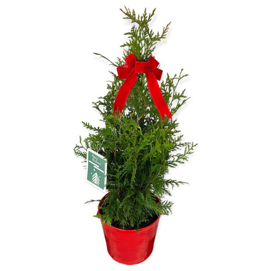 Green Giant Thuja Arborvitae evergreen privacy tree